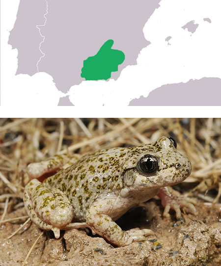 SAPO PARTERO BÉTICO, (Alytes dickhilleni)